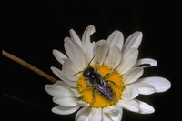 : Megachilinae sp.; Leaf Cutting Bee