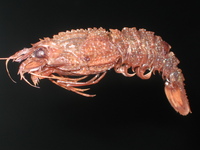 : Glyphocrangon alata; Abiss Shrimp
