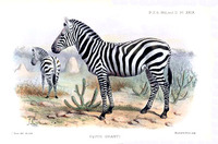 Joseph Smit Equus granti