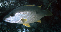 Lutjanus monostigma, Onespot snapper: fisheries, aquaculture