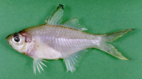 Ambassis gymnocephalus, Bald glassy: fisheries