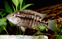 Nandopsis haitiensis, Haitian cichlid: fisheries, aquarium