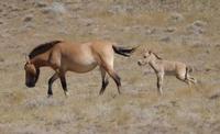 Image of: Equus caballus (horse), Equus caballus przewalskii (Przewalski's wild horse)
