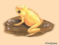 Image of: Brachycephalus ephippium (gold frog)