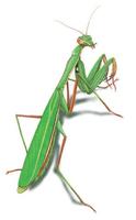 Image of: Mantis religiosa