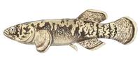 Image of: Dallia pectoralis (alaska blackfish)