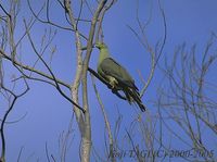 Whistling Green Pigeon - Treron formosae