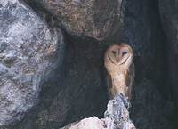 Barn Owl (Tyto alba) photo