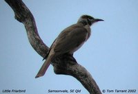 Little Friarbird - Philemon citreogularis