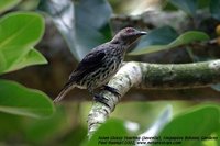 Asian Glossy Starling - Aplonis panayensis