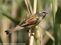Dead Sea Sparrow - Passer moabiticus