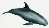 Feresa attenuata, Pygmy killer whale