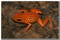 : Dendrobates pumilio bribri; Strawberry Poison Frog