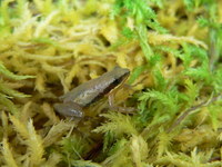 : Pseudacris ocularis; Little Grass Frog