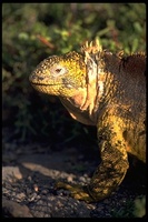: Concolopus subcristatus; Land Iguana
