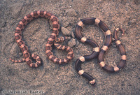 : Phyllorhynchus; Leafnose Snake