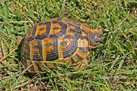 : Testudo graeca; Spur-thighed Tortoise
