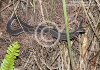 : Thamnophis sauritus ssp. sackenii; Peninsula Ribbon Snake