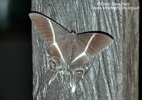 : Lyssa menoetius; Giant Uranid Moth