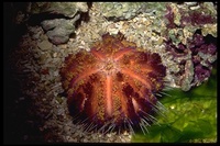 : Asthenosoma sp.; Sea Urchin