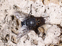 Calliphora vomitoria - Blue Bottle Fly