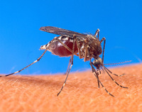 Aedes aegypti - Yellowfever Mosquito
