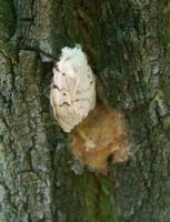Lymantria dispar - Gypsy Moth