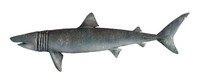 Cetorhinus maximus, Basking shark: fisheries