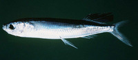 Parexocoetus brachypterus, Sailfin flyingfish: fisheries