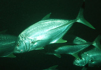 Caranx heberi, Blacktip trevally: fisheries, gamefish