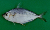 Leiognathus lineolatus, Ornate ponyfish: fisheries