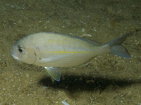 Rhabdosargus holubi, Cape stumpnose: fisheries, gamefish, bait