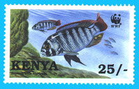 Neochromis nigricans, :
