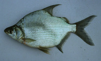 Citharinus gibbosus, : fisheries