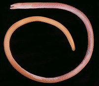 Moringua ferruginea, Rusty spaghetti eel: