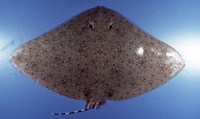 Gymnura australis, Australian butterfly ray: fisheries