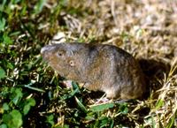 Image of: Geomys breviceps (Baird's pocket gopher)