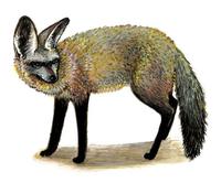 Image of: Otocyon megalotis (bat-eared fox)
