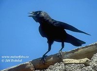 Corvus monedula - Eurasian Jackdaw