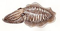 Image of: Sepia officinalis (common or european cuttlefish)