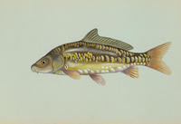 Image of: Cyprinus carpio (common carp)