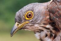 Philippine Hawk Cuckoo - Cuculus pectoralis