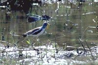 White-headed Lapwing - Vanellus albiceps