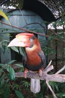 Rufous Hornbill - Buceros hydrocorax