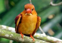 Ruddy Kingfisher » Halcyon coromanda