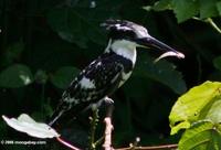 Pied Kingfisher eating a minnow