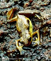 ...Wild Kihansi Spray Toad in the gorge.  Today, the Kihansi Spray Toad may now be extinct in the w
