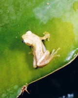 : Afrixalus brachycnemis; Short-legged Leaf-folding Frog