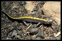 : Ambystoma macrodactylum macrodactylum; Western Long-toed Salamander
