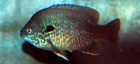 Longear Sunfish Lepomis megalotis